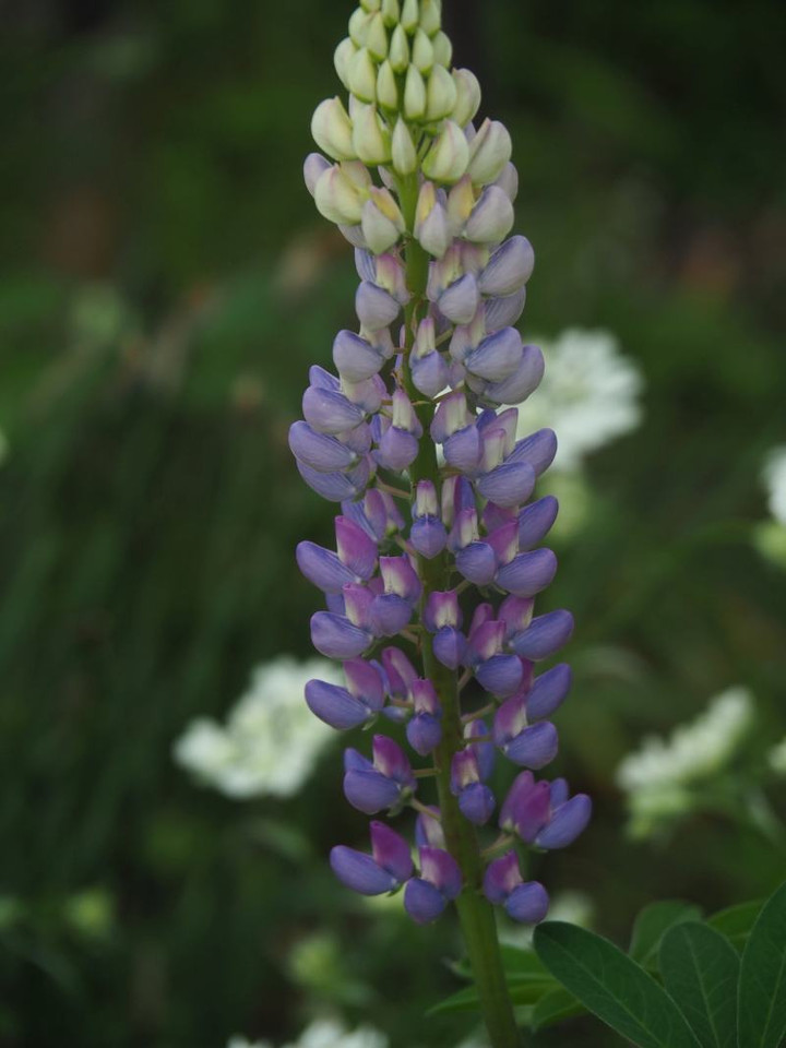P5163013