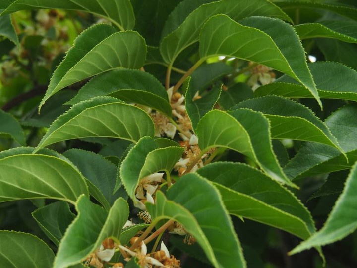 P5183050
