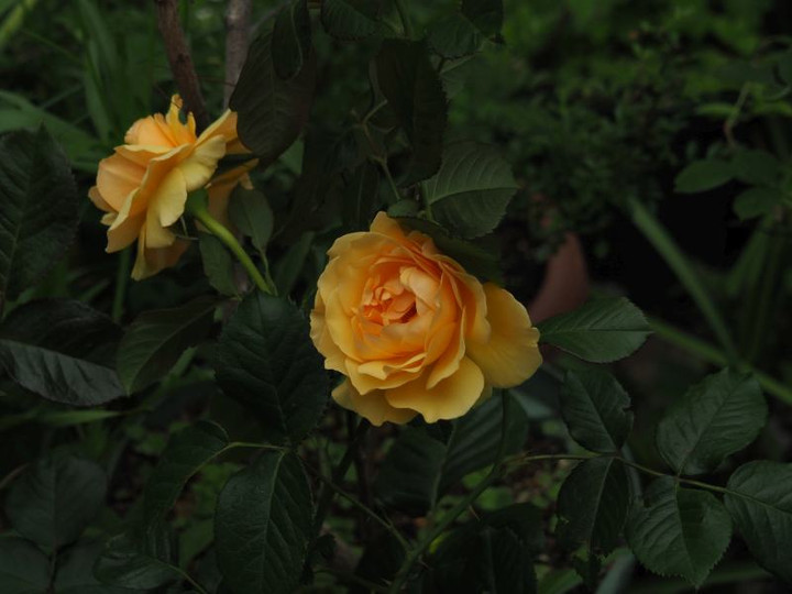 P5183069