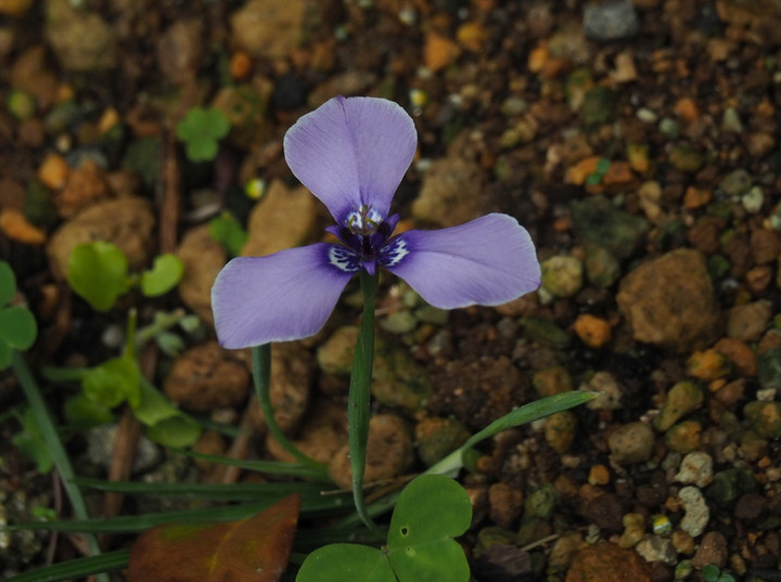 P5183073