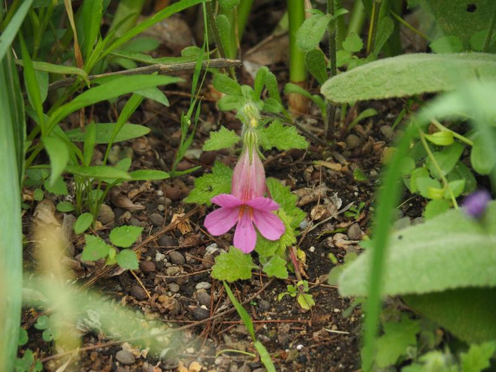 P5183078