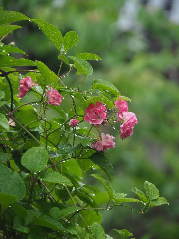P5203171