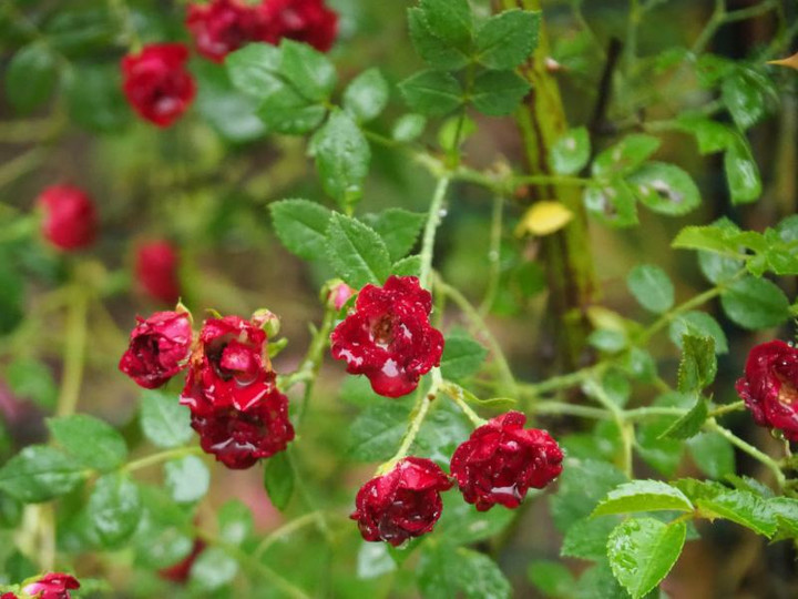 P5203174