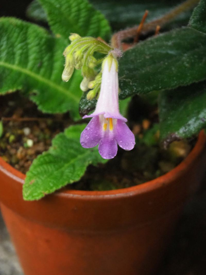 P5203177