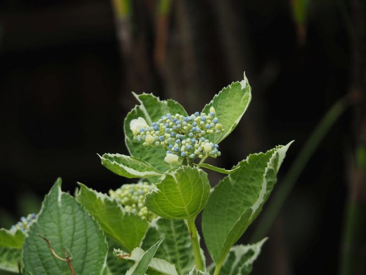 P5213185