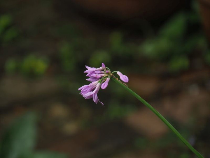P5213190