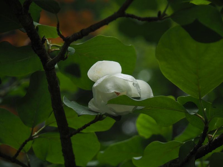 P5223268