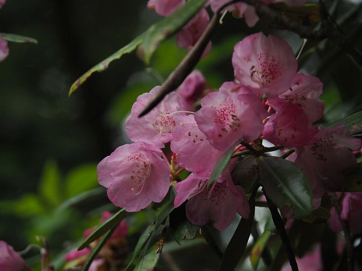 P5223382