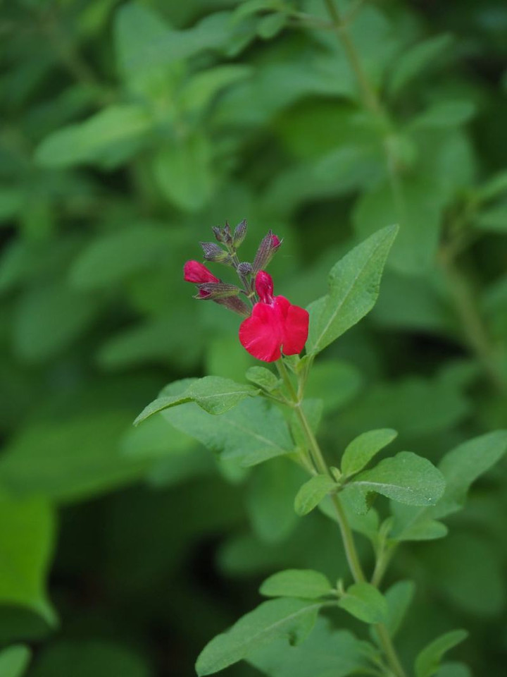 P5233206