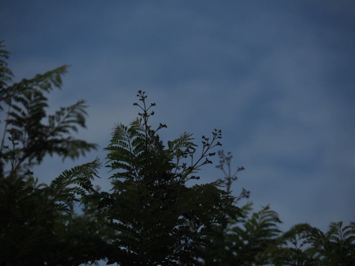 P5233214