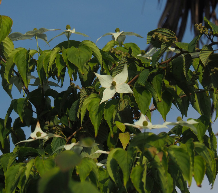 P5233222yamabousi