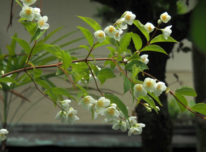 P5243230