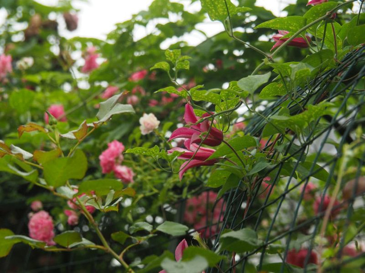 P5243250