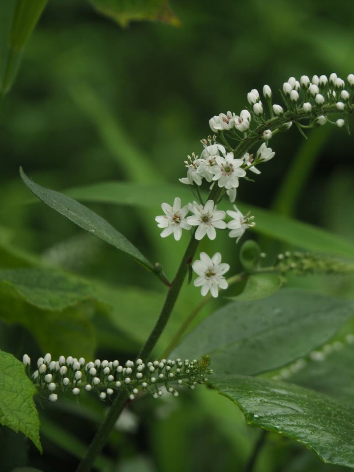 P5243260