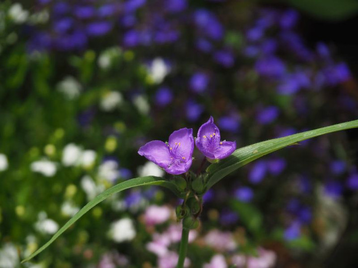 P5253267