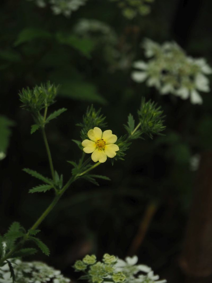 P5253278
