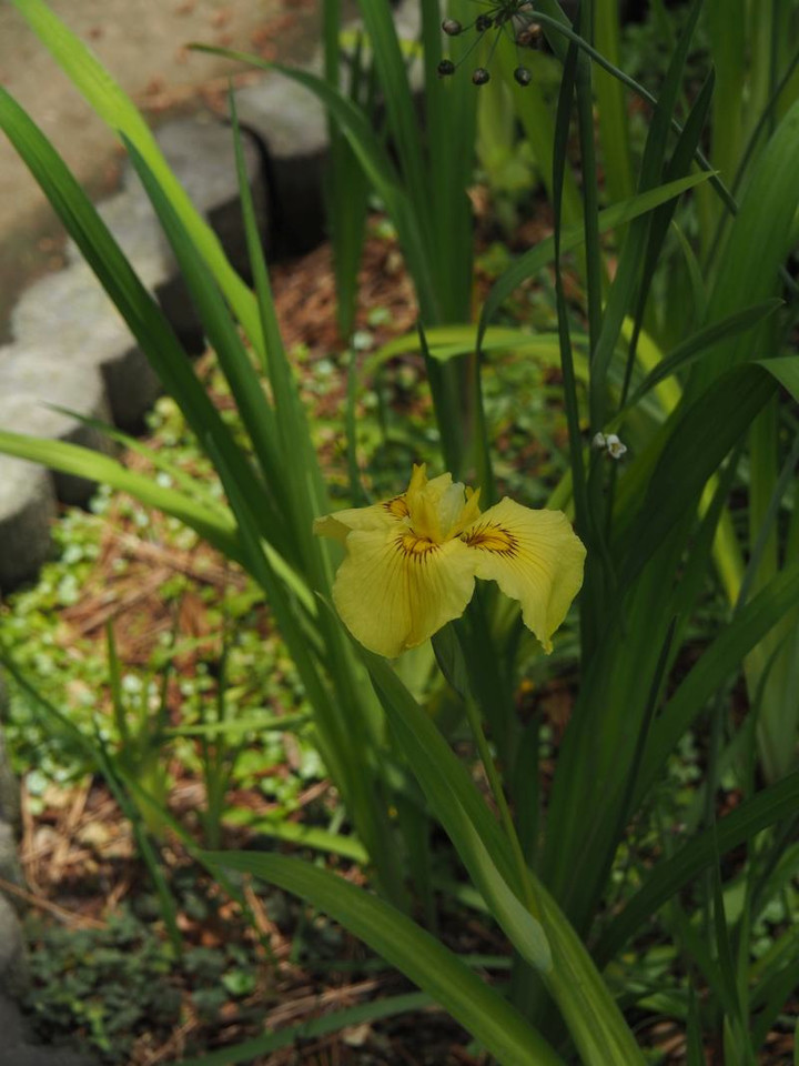 P5263281