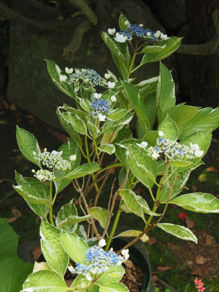 P5263289