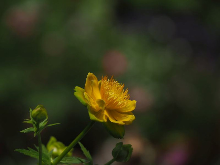 P5263297t