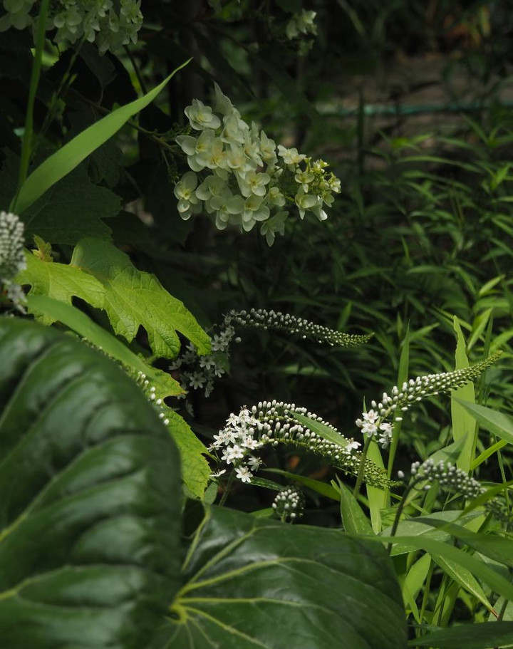 P5263304