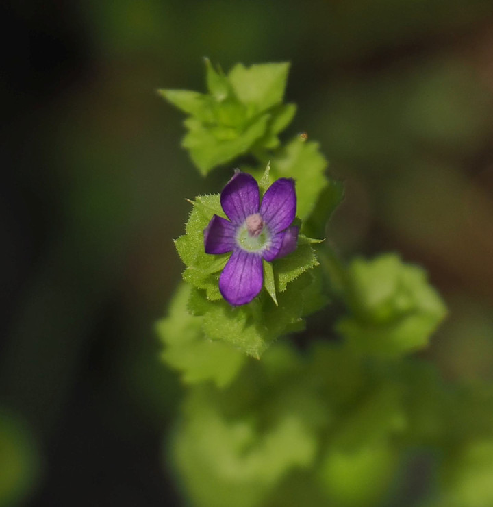 P5263306