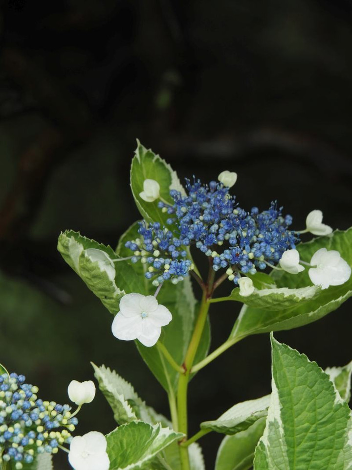P5273328