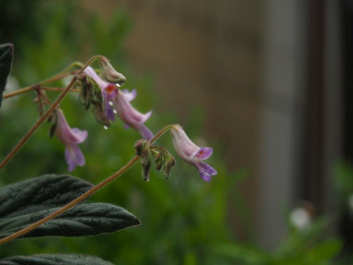 P5273315