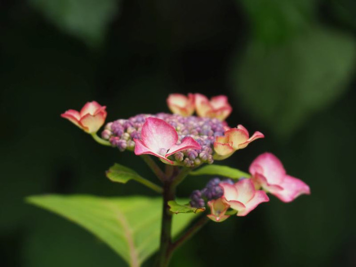 P5273316