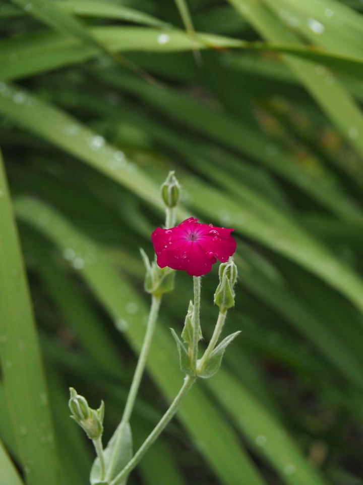 P5273321