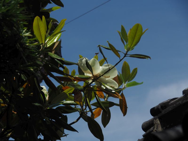 P5283334s