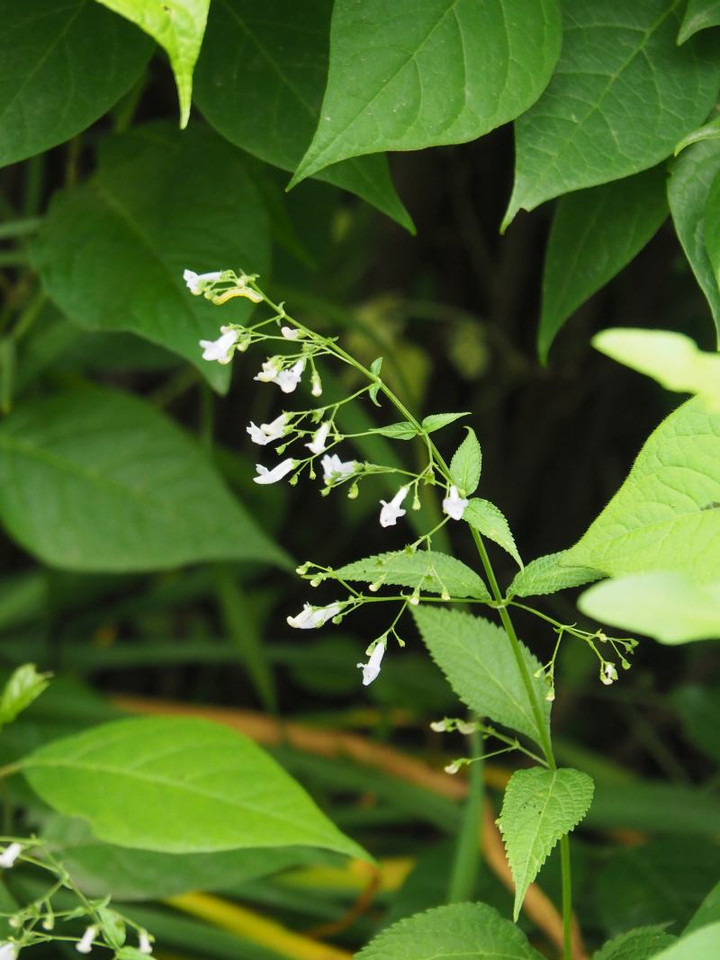 P5283347