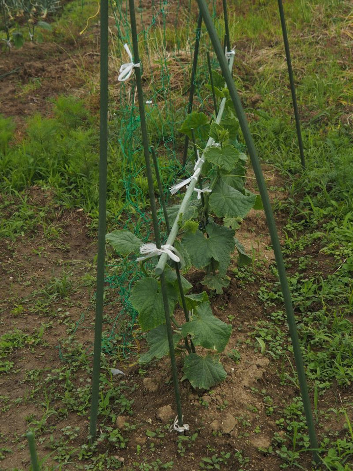 P5283351