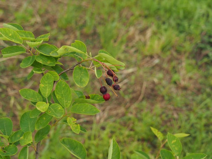 P5283356