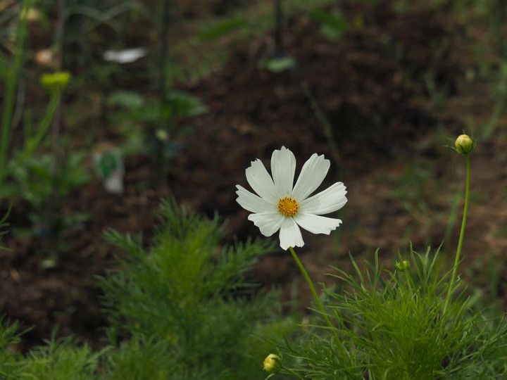 P5283362