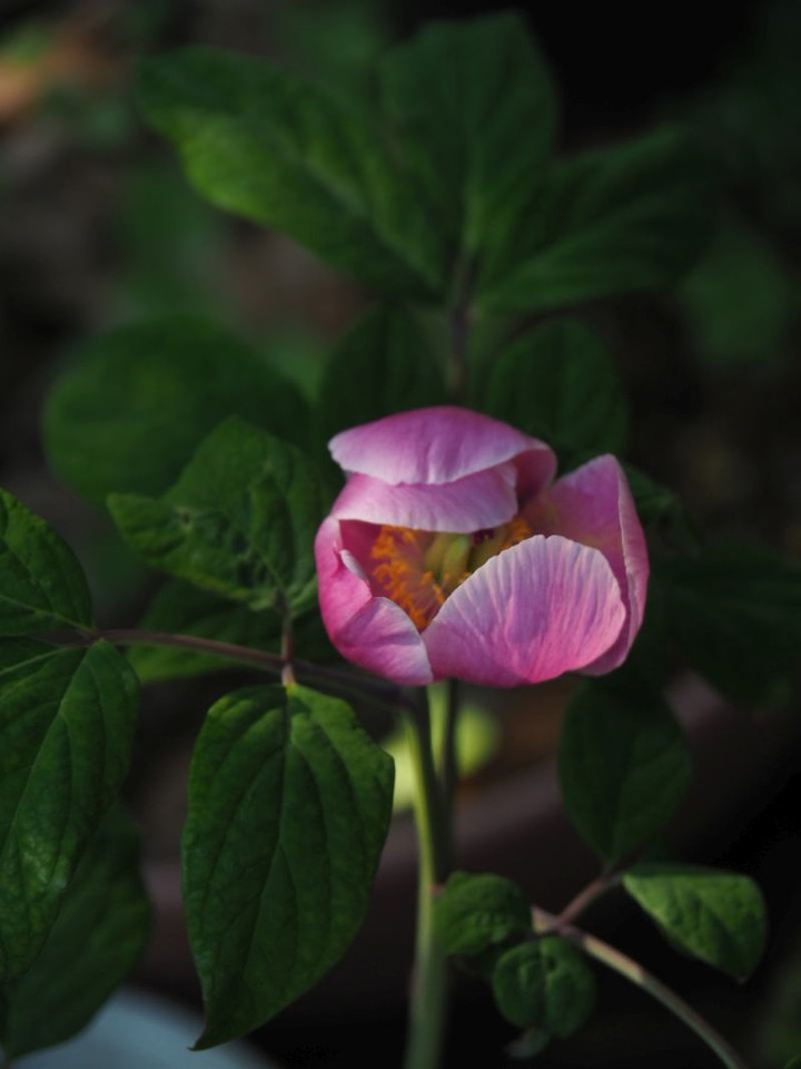 P5293376