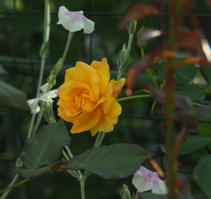 P5293384