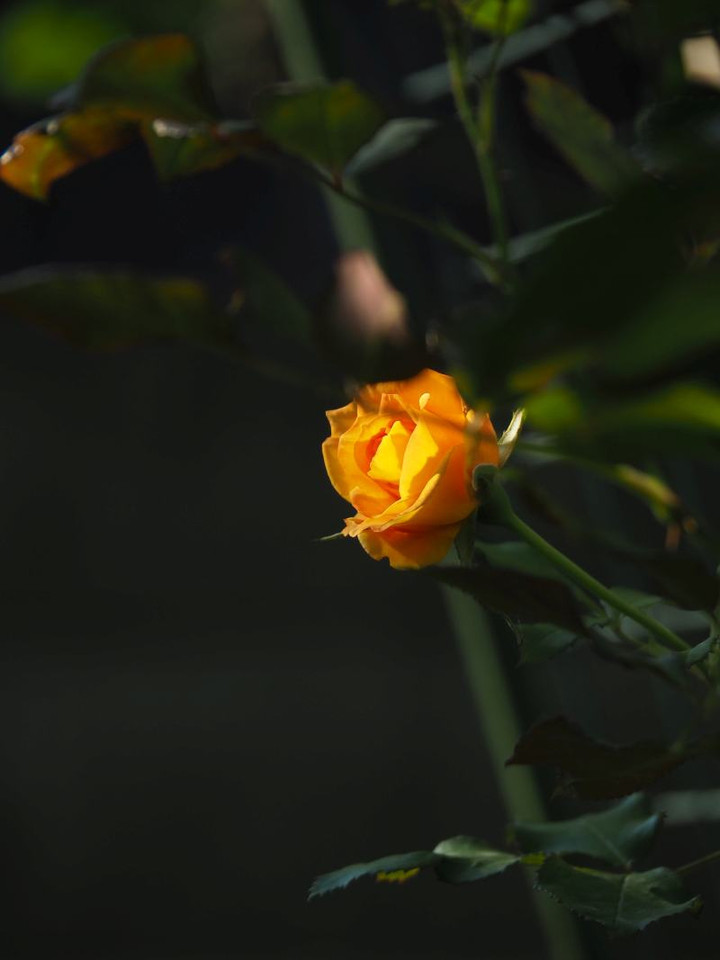 P5293386