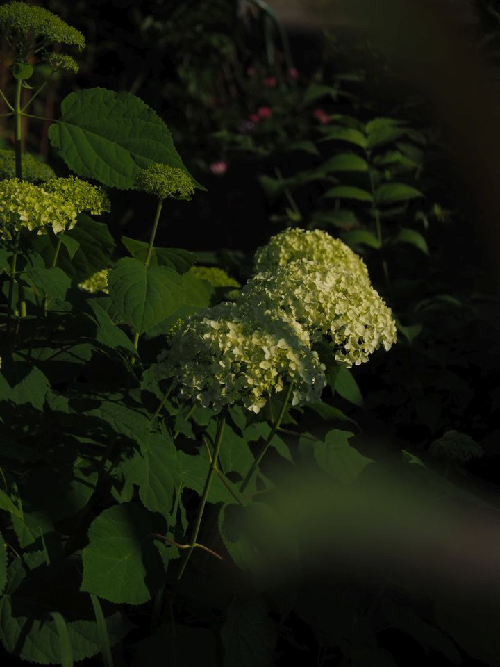 P5293391