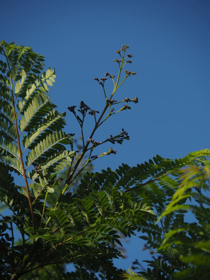 P5293394