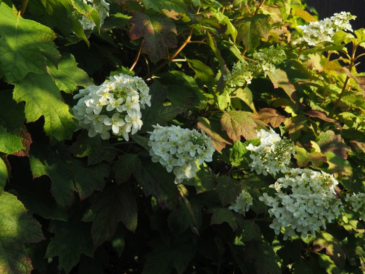 P5293395