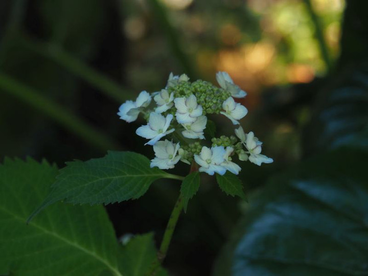 P5293398