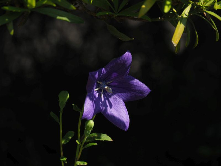 P5313715