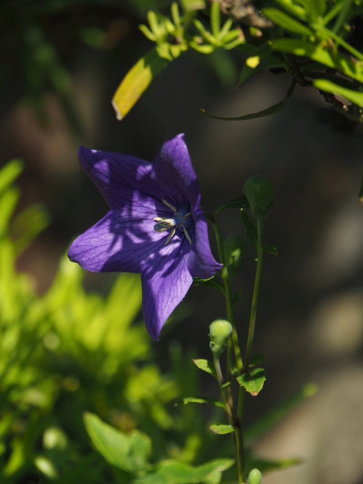 P5313716