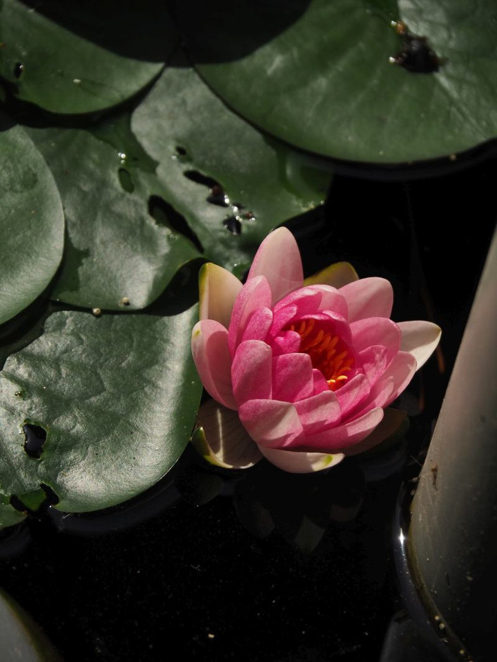 P6013738