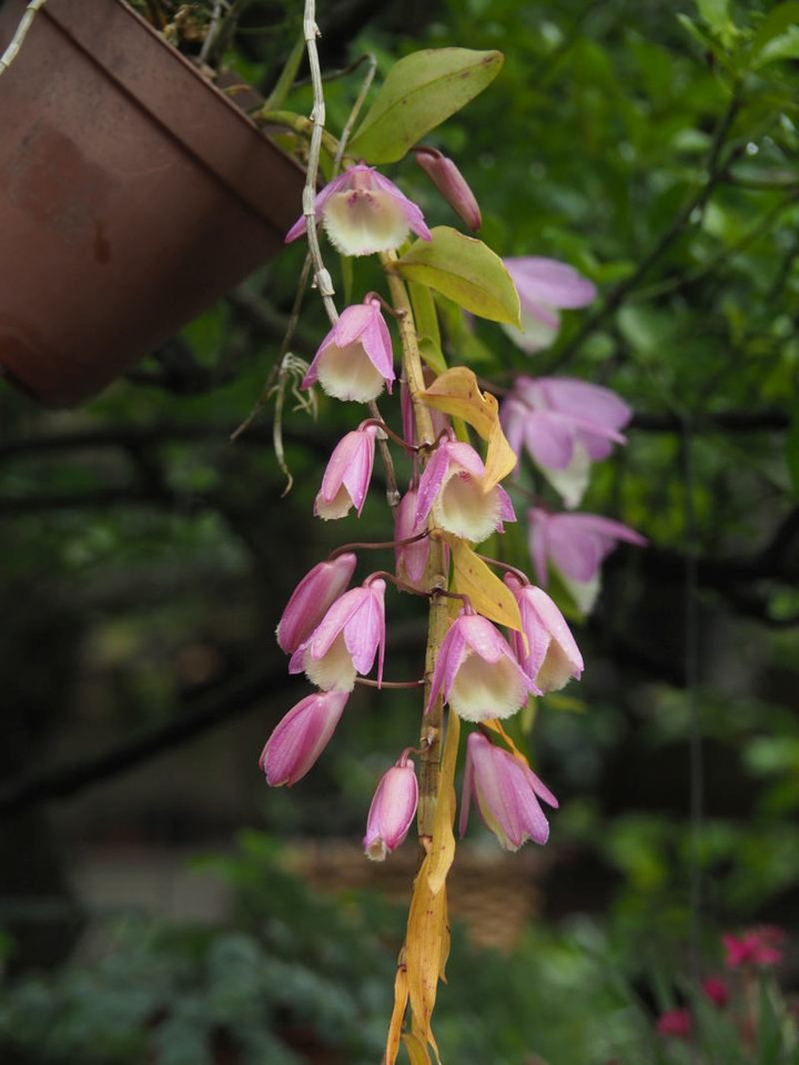 P6033791