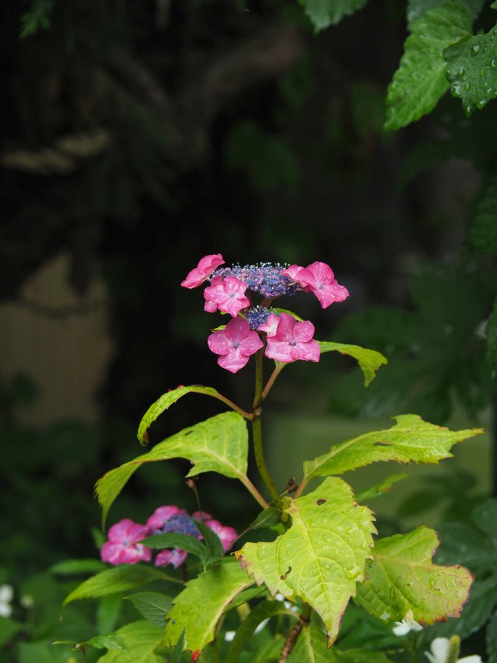 P6033797