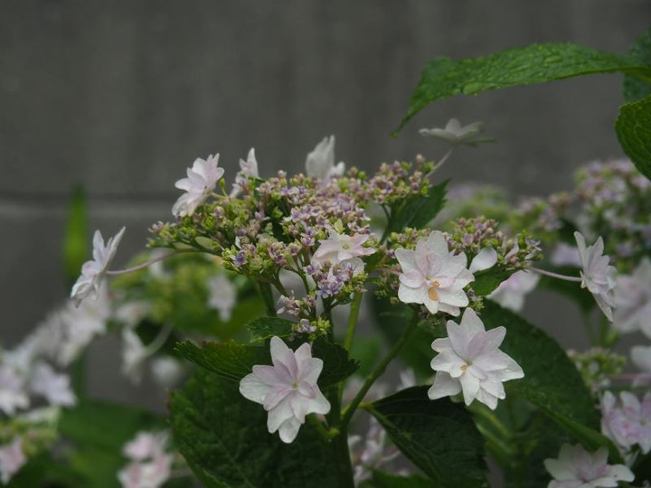 P6033801