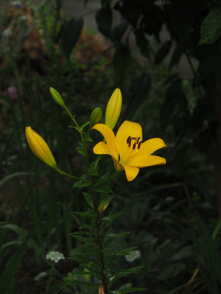 P6033804