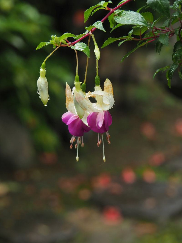 P6043808