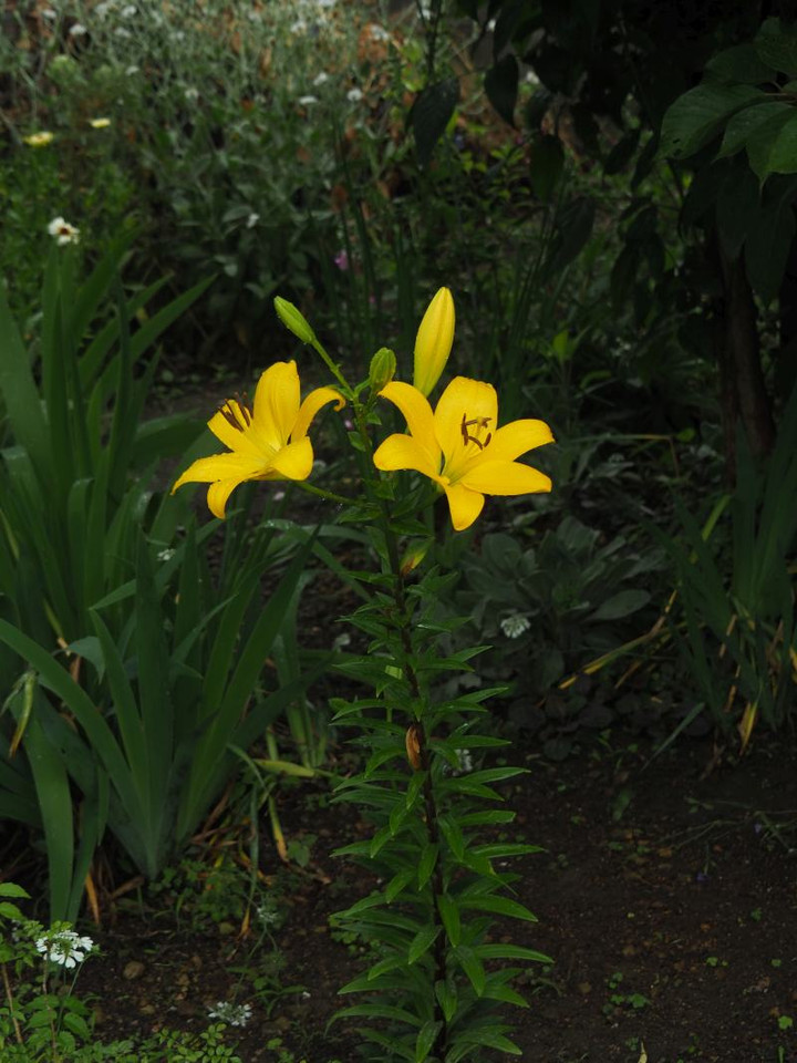 P6043811